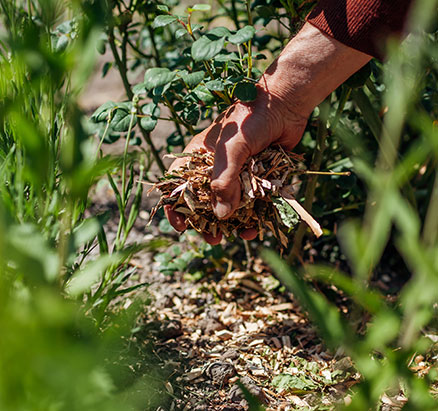 Mulching